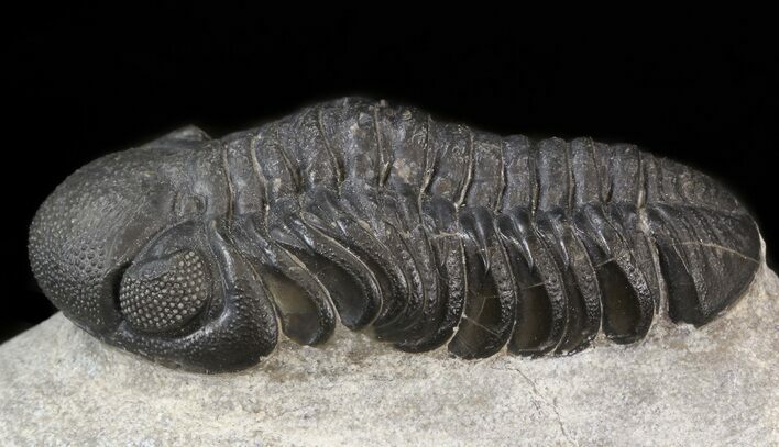 Austerops Trilobite - Great Eyes #43515